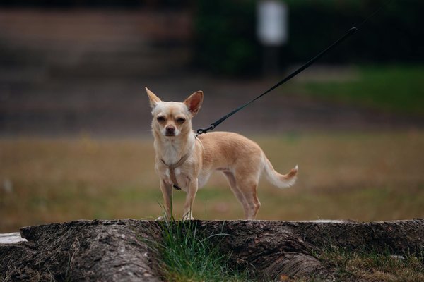 Maximize Your Workout: Unleash the Benefits of Integrating Functional Training into Your Fitness Routine